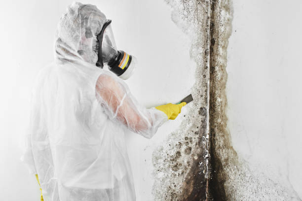 Best Emergency Mold Removal  in Holgate, OH