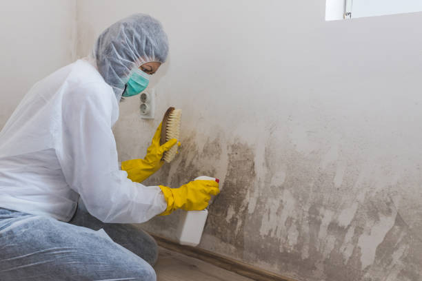 Trusted Holgate, OH Mold Removal Experts