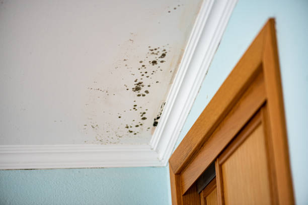 Best Residential Mold Removal  in Holgate, OH