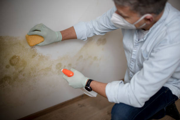 Best Professional Mold Removal  in Holgate, OH