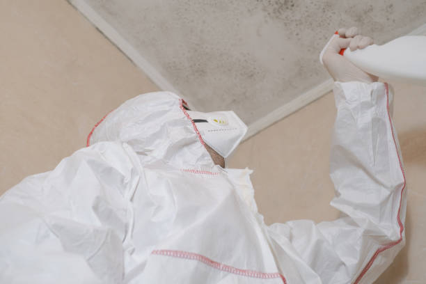 Best Black Mold Removal  in Holgate, OH