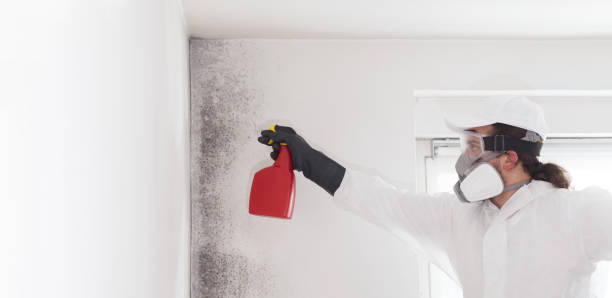 Mold Removal and Inspection in Holgate, OH