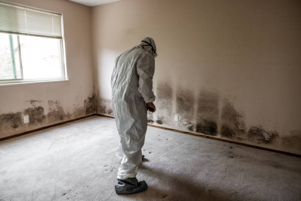 Best Local Mold Removal Service  in Holgate, OH