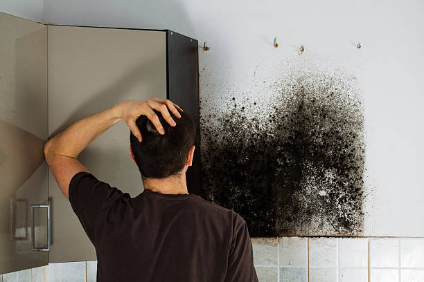 Best Office Mold Removal Services  in Holgate, OH