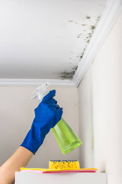 Best Commercial Mold Removal  in Holgate, OH