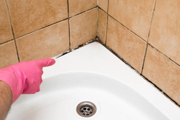Best Toxic Mold Removal  in Holgate, OH